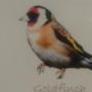 Gold Finch