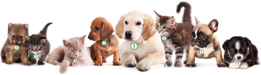 pets.jpg