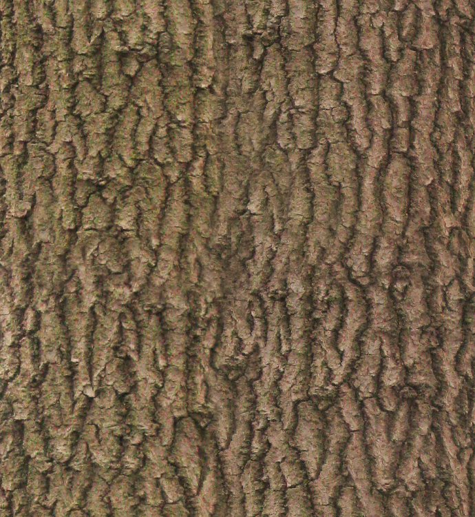 Brown_Bark_1_diffuse.PNG