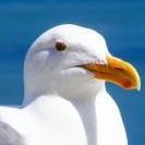 SeagullCZ