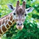 Giraffewithsocks