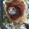 logiclion