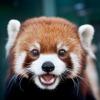 RedPanduzer