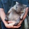 wombatbuddy